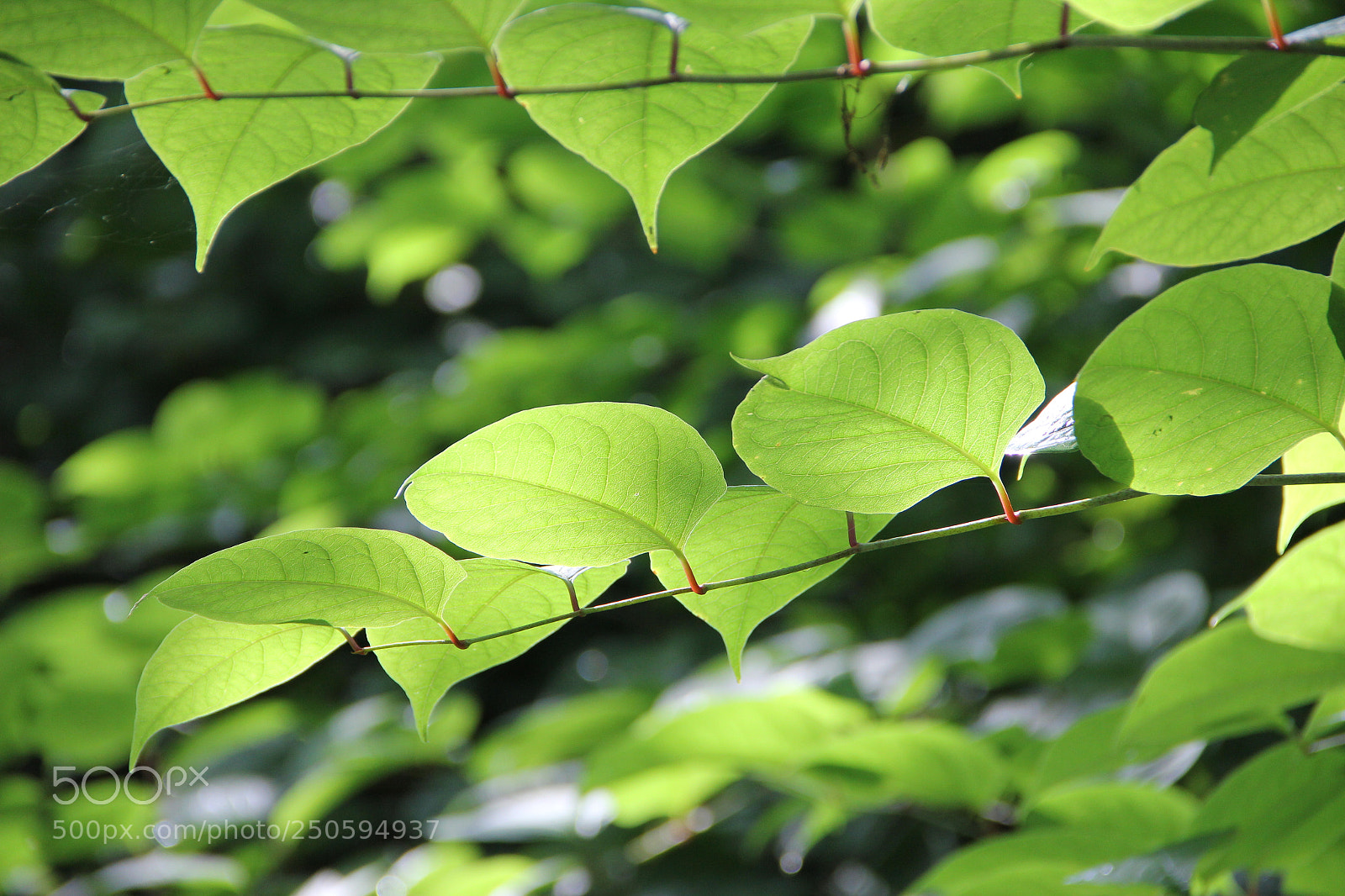 Canon EF-S 18-135mm F3.5-5.6 IS sample photo. Img gegenlicht photography