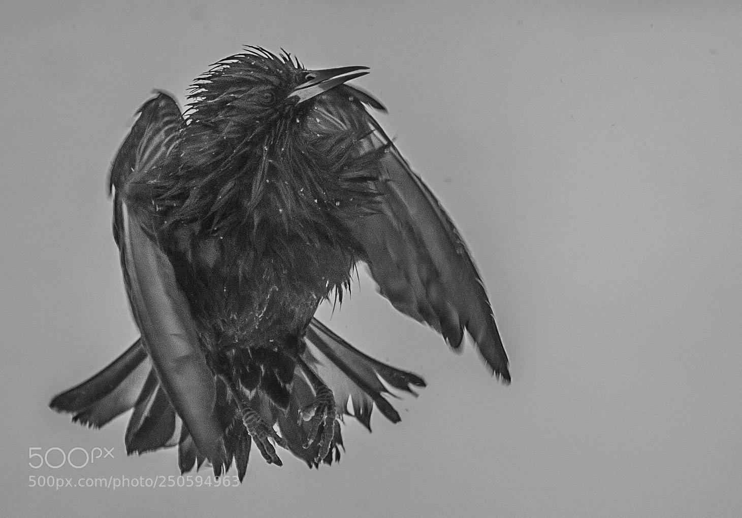 Nikon D4 sample photo. Starling black and white! photography