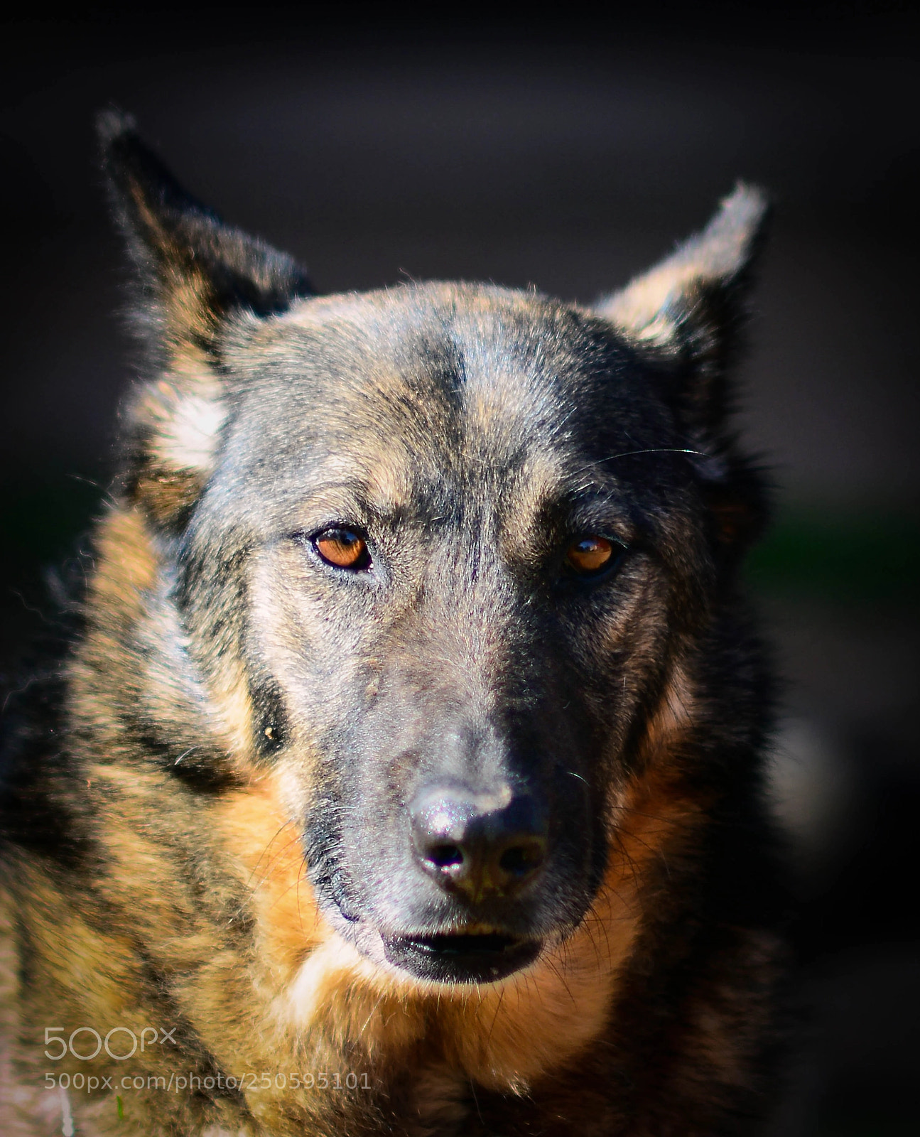 Nikon D7100 sample photo. Dog portraits - naida photography