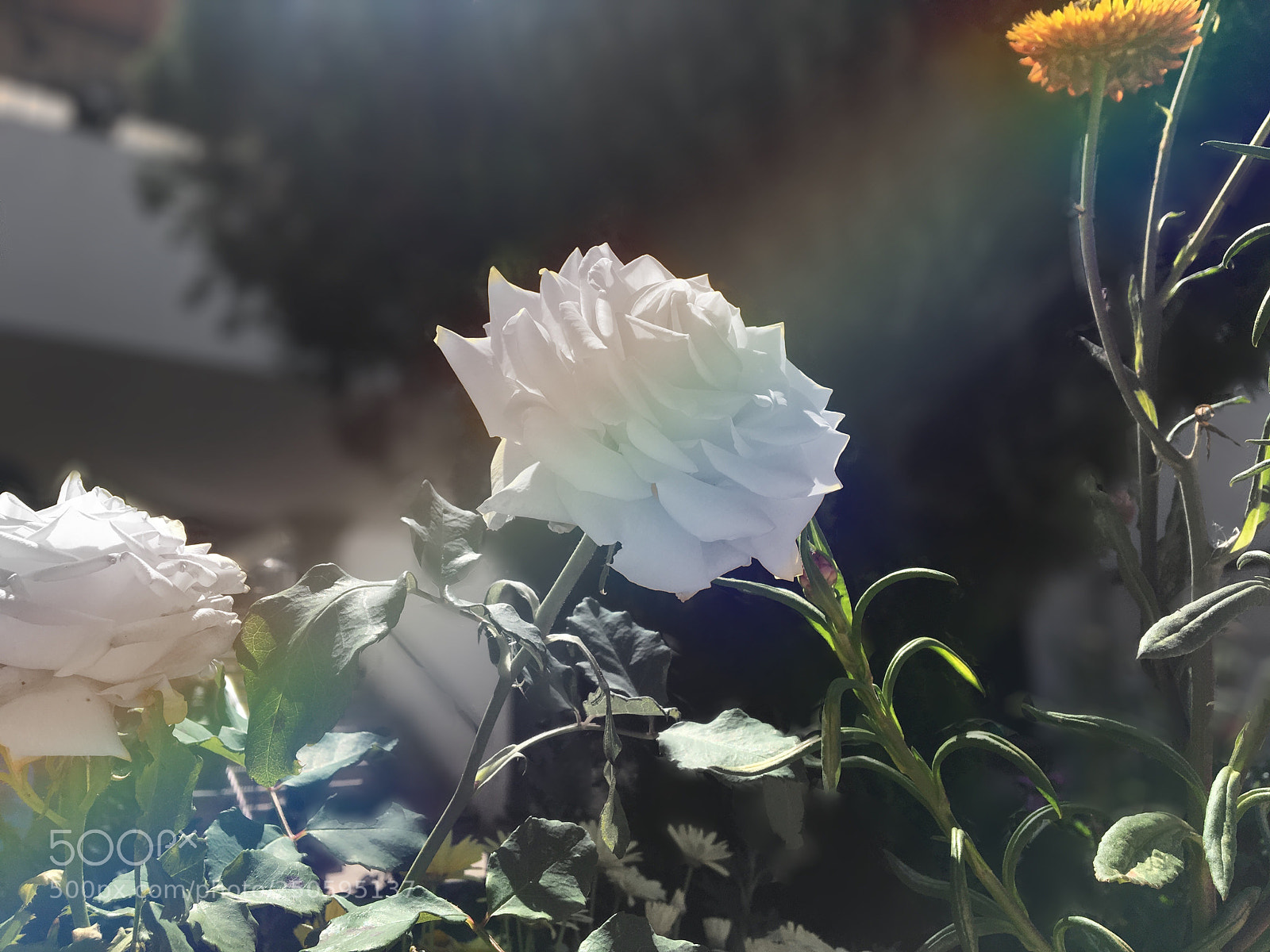 Apple iPhone 6s sample photo. And then light became photography