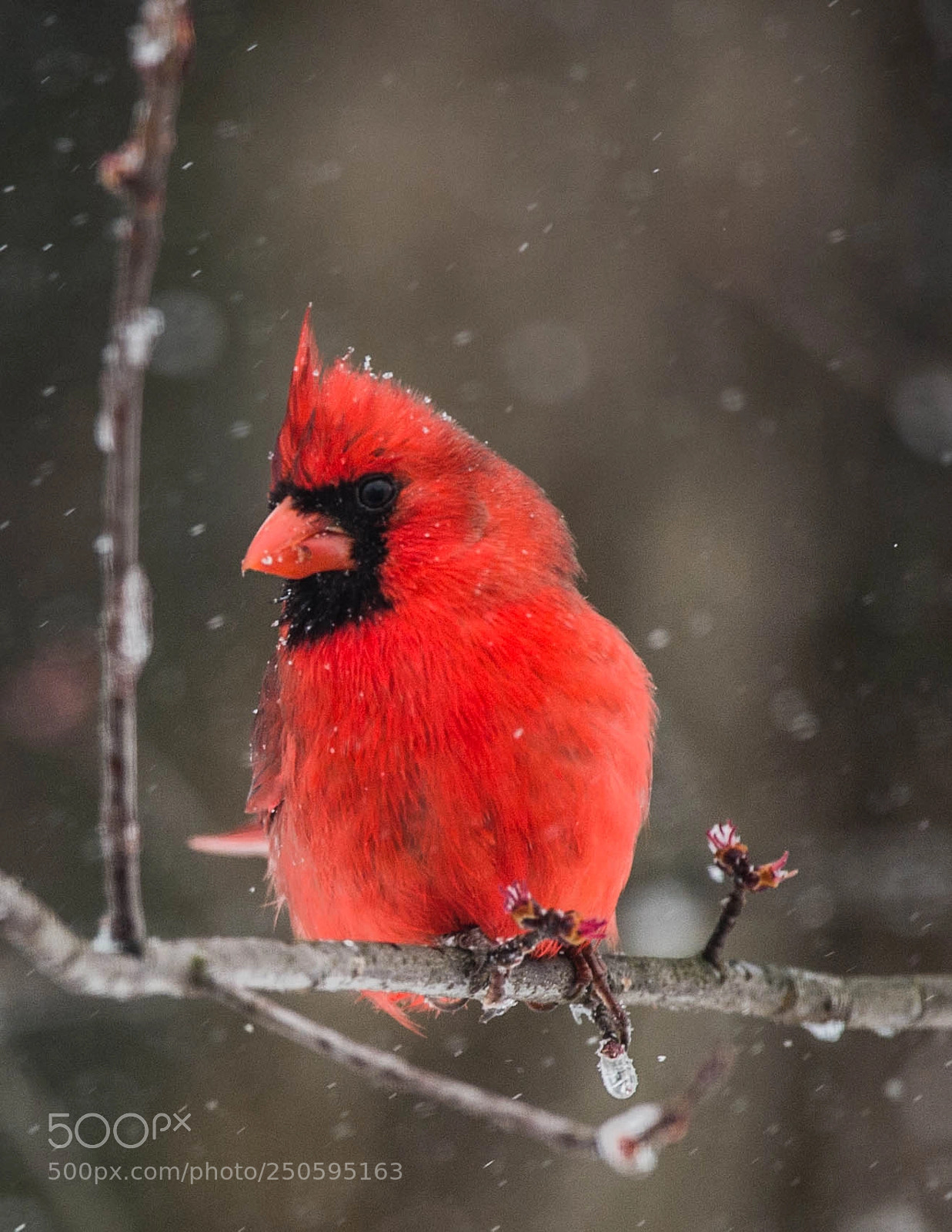Nikon D4 sample photo. Ale cardinal in snow photography