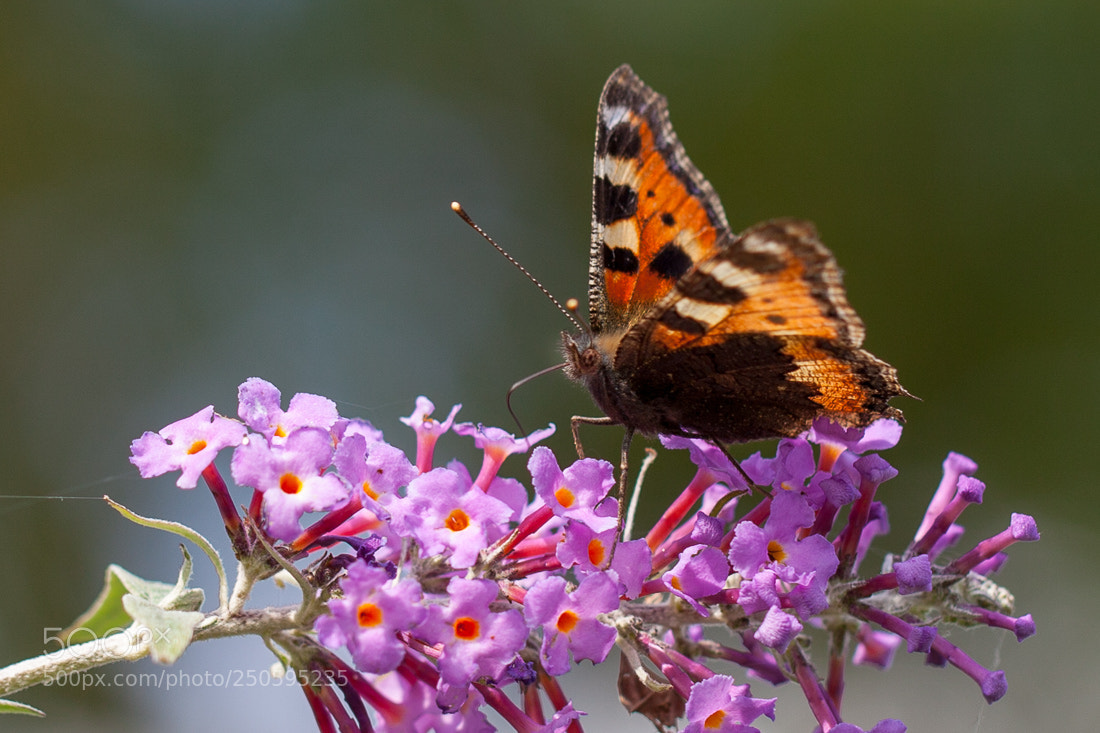Canon EOS 5D Mark II sample photo. Butterfly photography