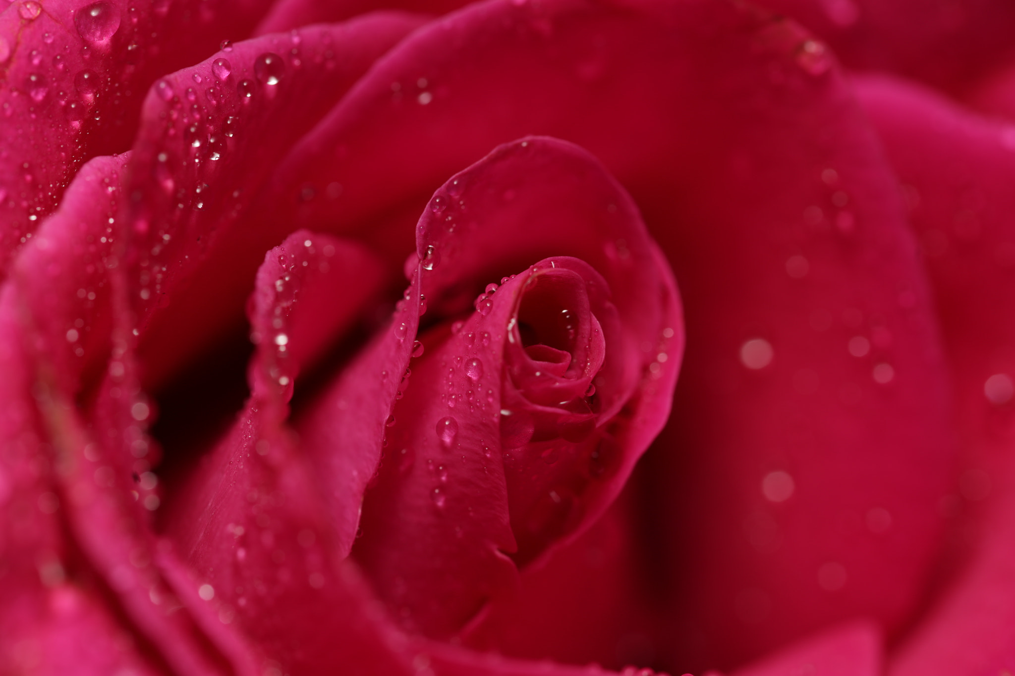 Canon EOS 6D + Sigma 105mm F2.8 EX DG OS HSM sample photo. Love rose .. 5  .. photography