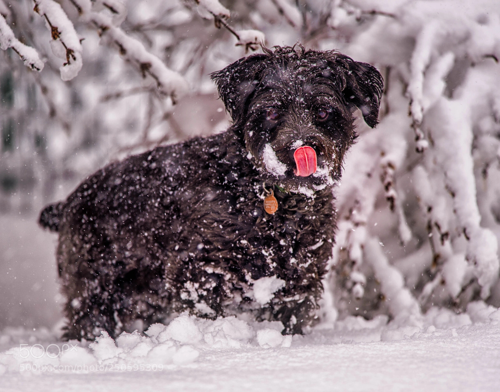 Nikon D4 sample photo. Snorkie loves the snow! photography