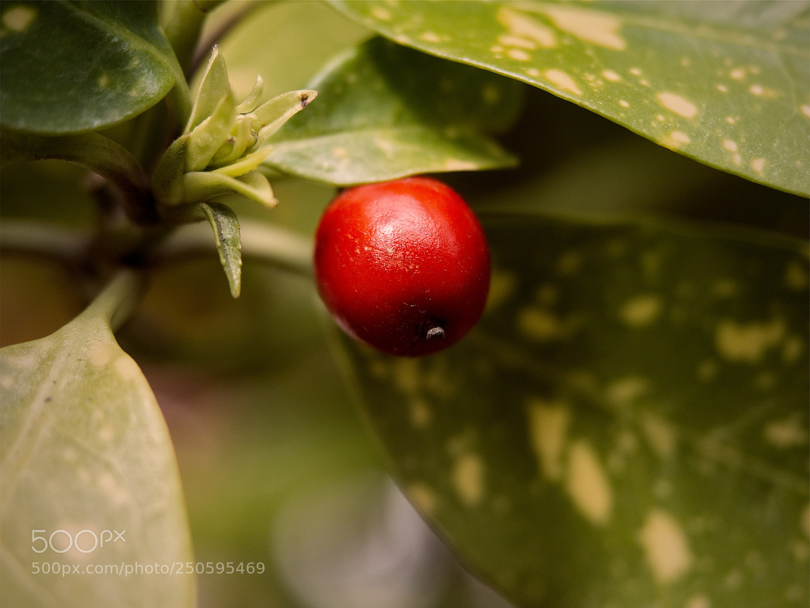 Panasonic Lumix DC-GH5 sample photo. *** photography