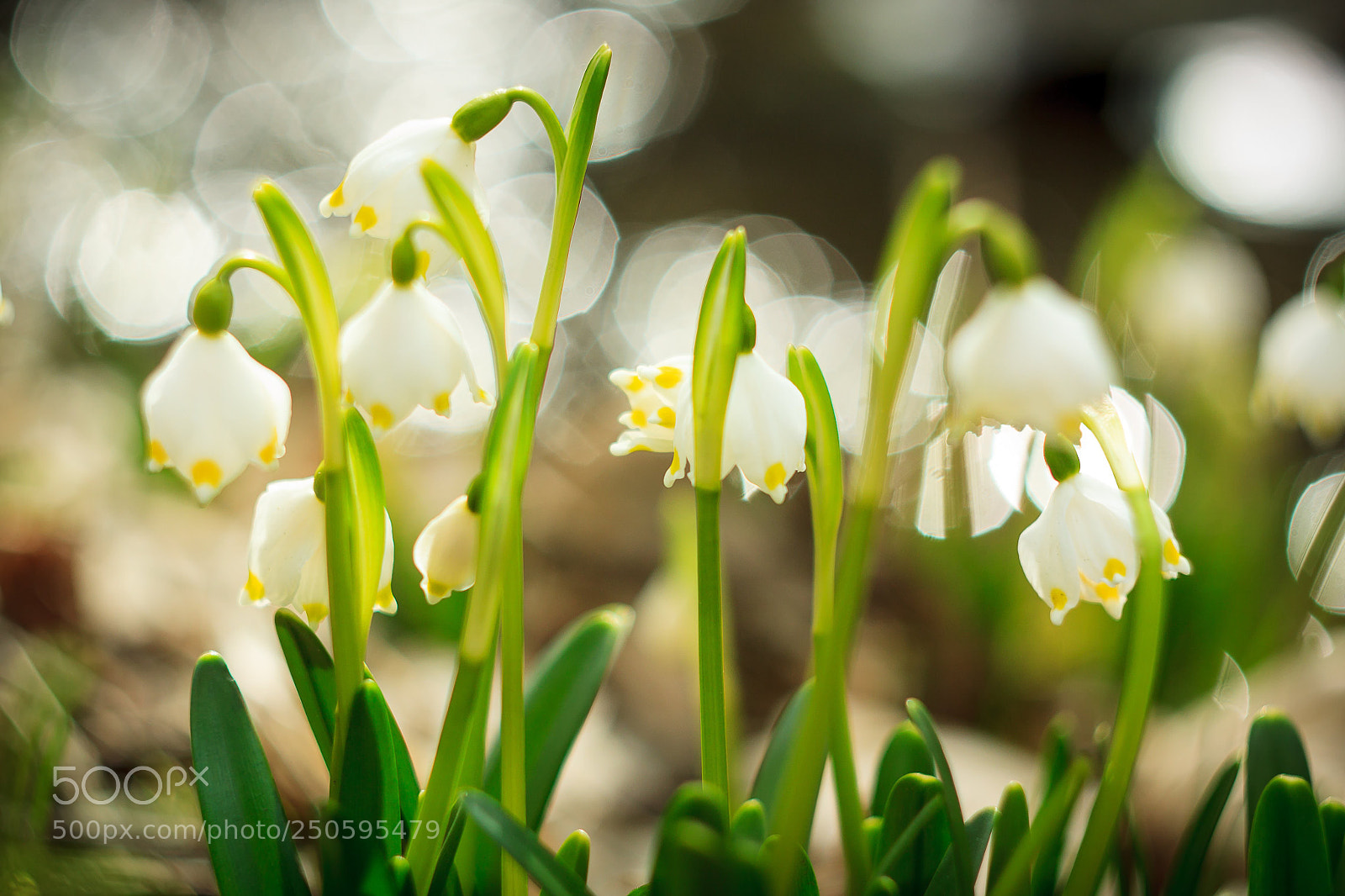 Canon EOS 50D sample photo. Untitled photography