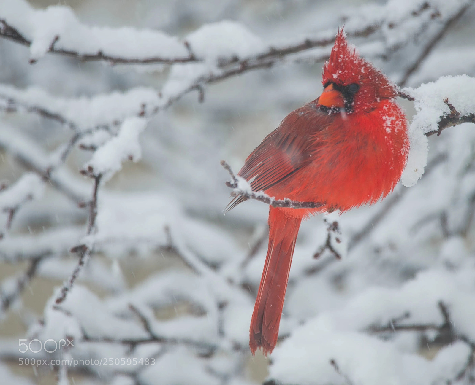 Nikon D4 sample photo. Cardinal sitting on bush! photography