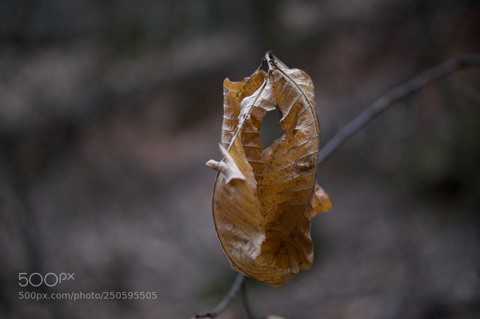 Fujifilm X-T10 sample photo. Circle of life photography