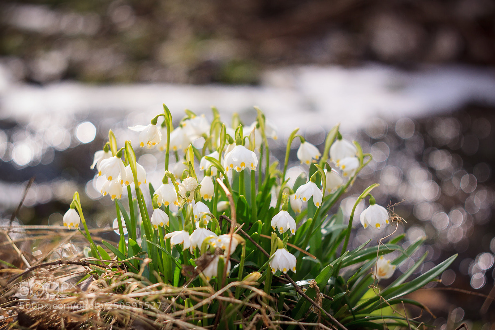 Canon EOS 50D sample photo. Untitled photography