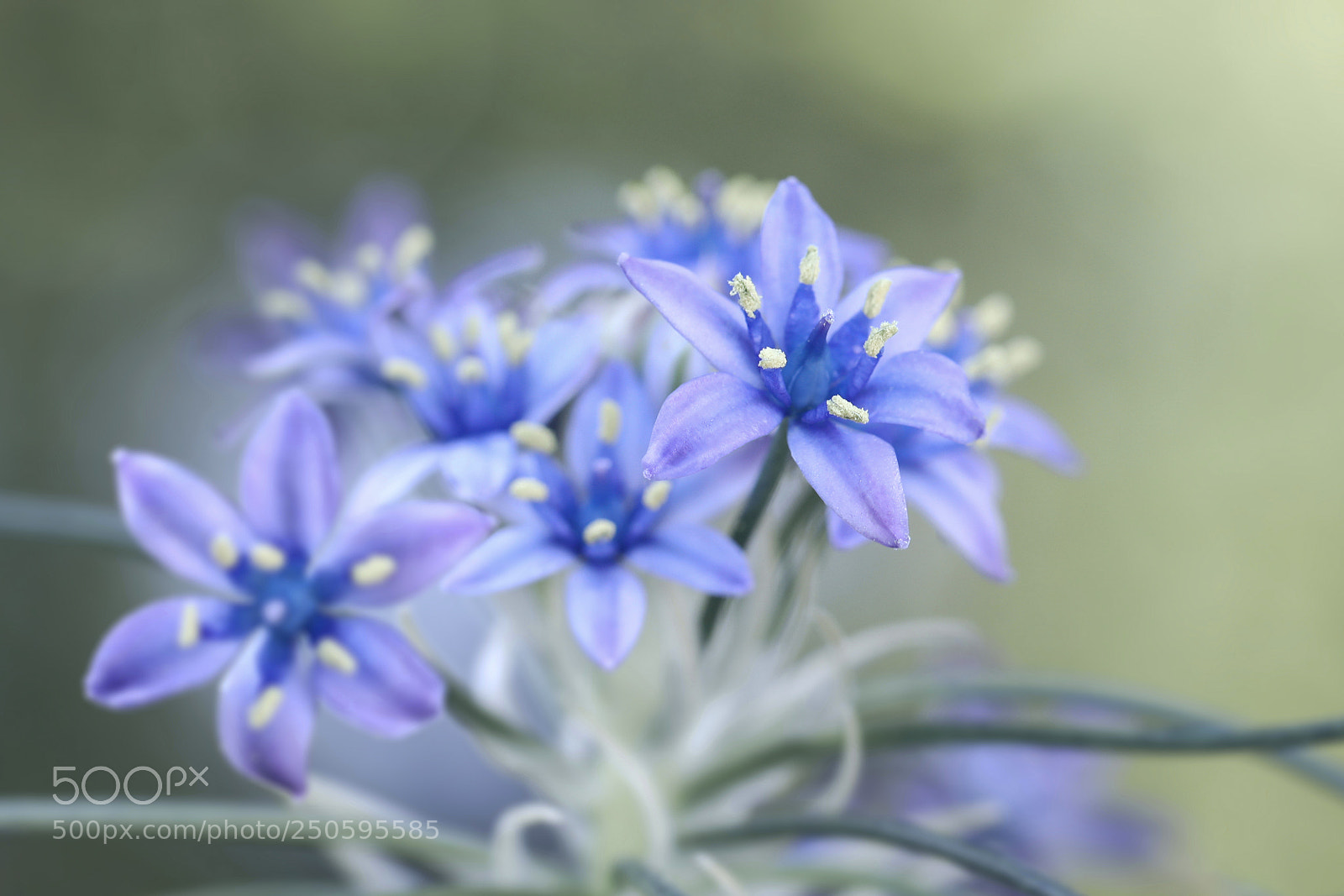 Canon EOS 5D Mark IV sample photo. Scilla photography