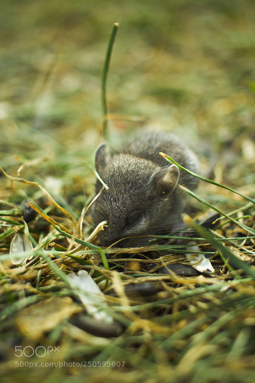 Canon EOS 600D (Rebel EOS T3i / EOS Kiss X5) sample photo. Little mouse photography