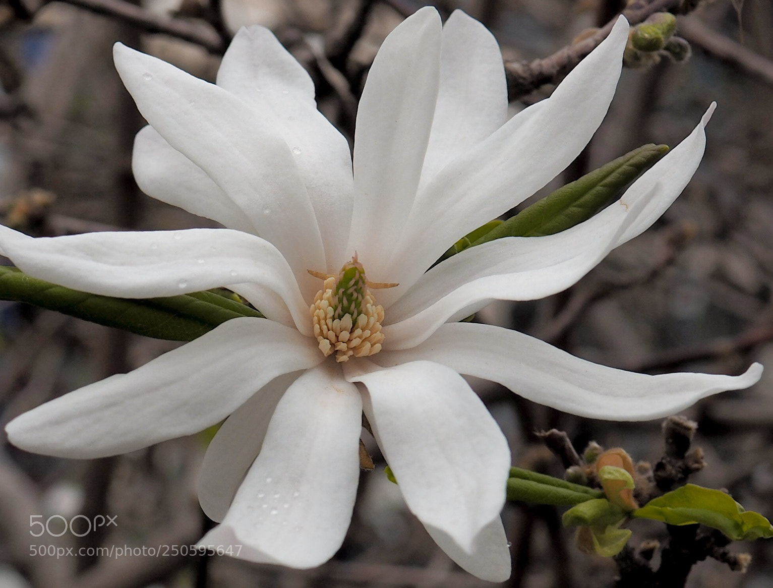 Olympus OM-D E-M10 II sample photo. White beauty. photography