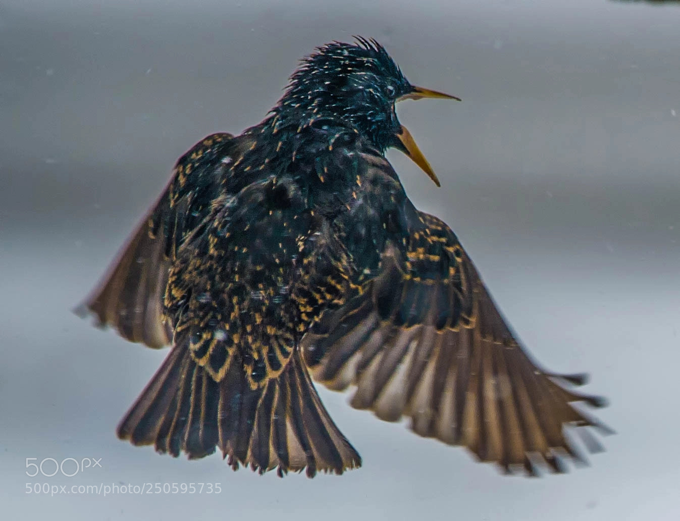Nikon D4 sample photo. Starlings yack more than photography