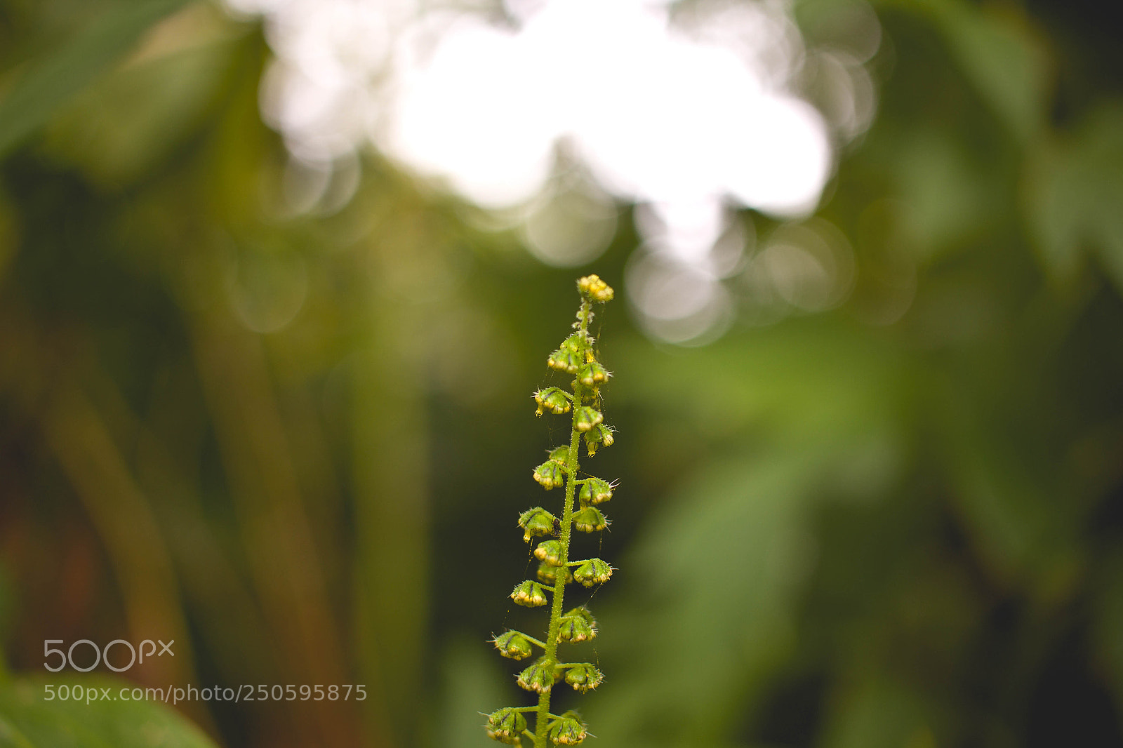 Canon EOS 600D (Rebel EOS T3i / EOS Kiss X5) sample photo. Webbed plant photography