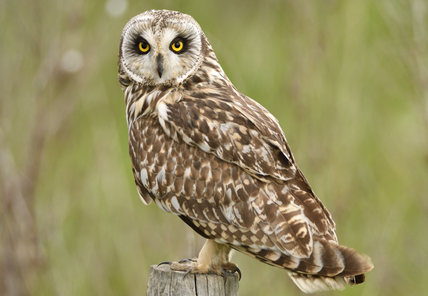 Sigma 150-600mm F5-6.3 DG OS HSM | S sample photo. Detalles photography