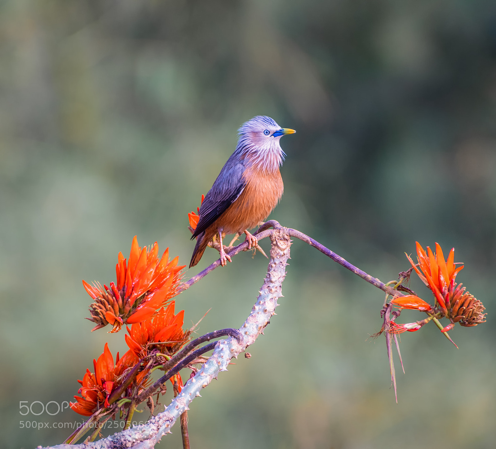 Nikon D5300 sample photo. Chestnut tailed stirling photography