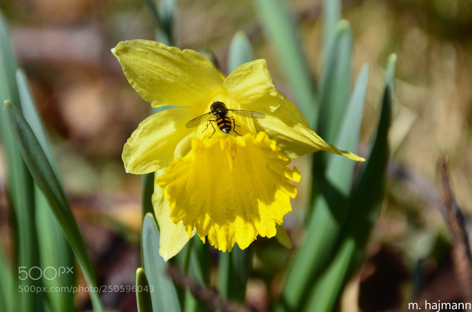 Nikon D7000 sample photo. Le printemps photography