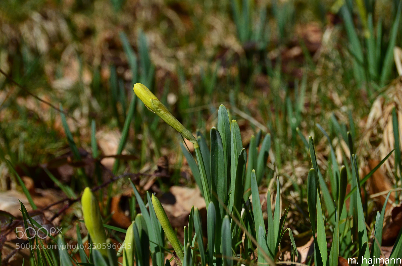 Nikon D7000 sample photo. Le printemps photography