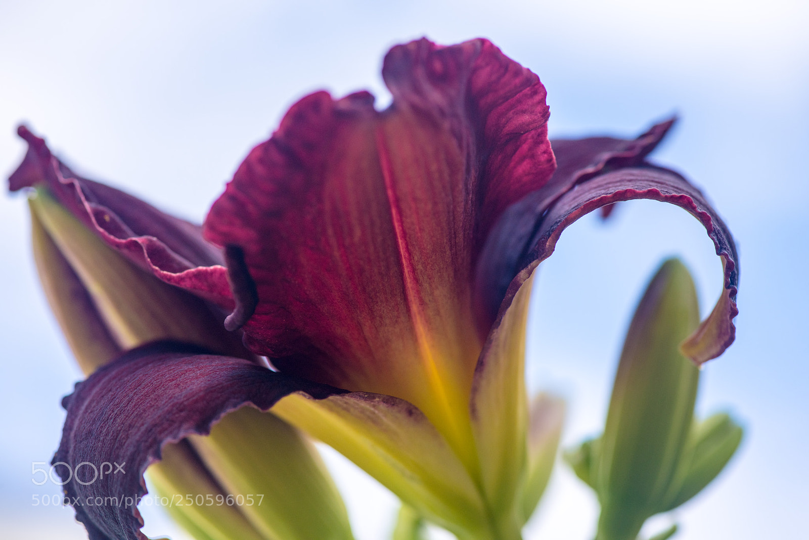 Nikon D810 sample photo. Purple tiger lilly photography