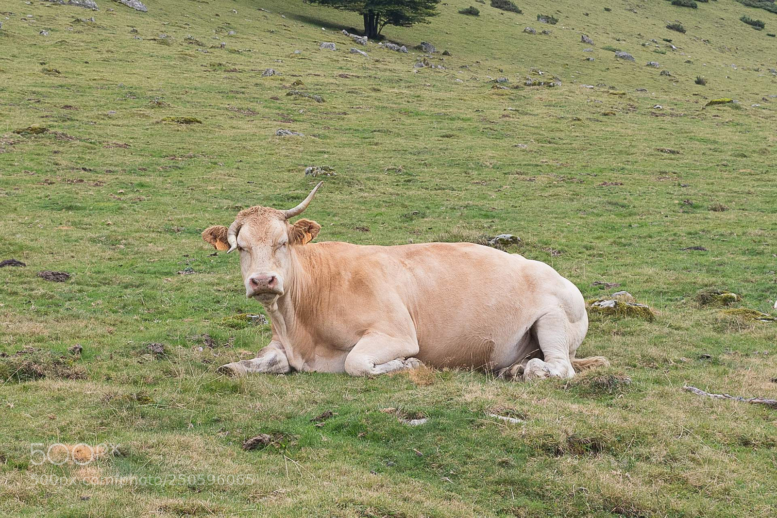 Canon EOS 7D Mark II sample photo. Bad horn day photography