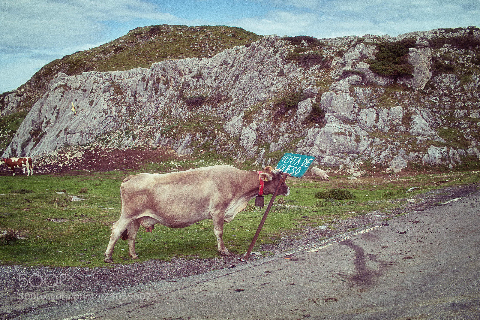 Canon EOS 7D Mark II sample photo. Vegan cow? photography