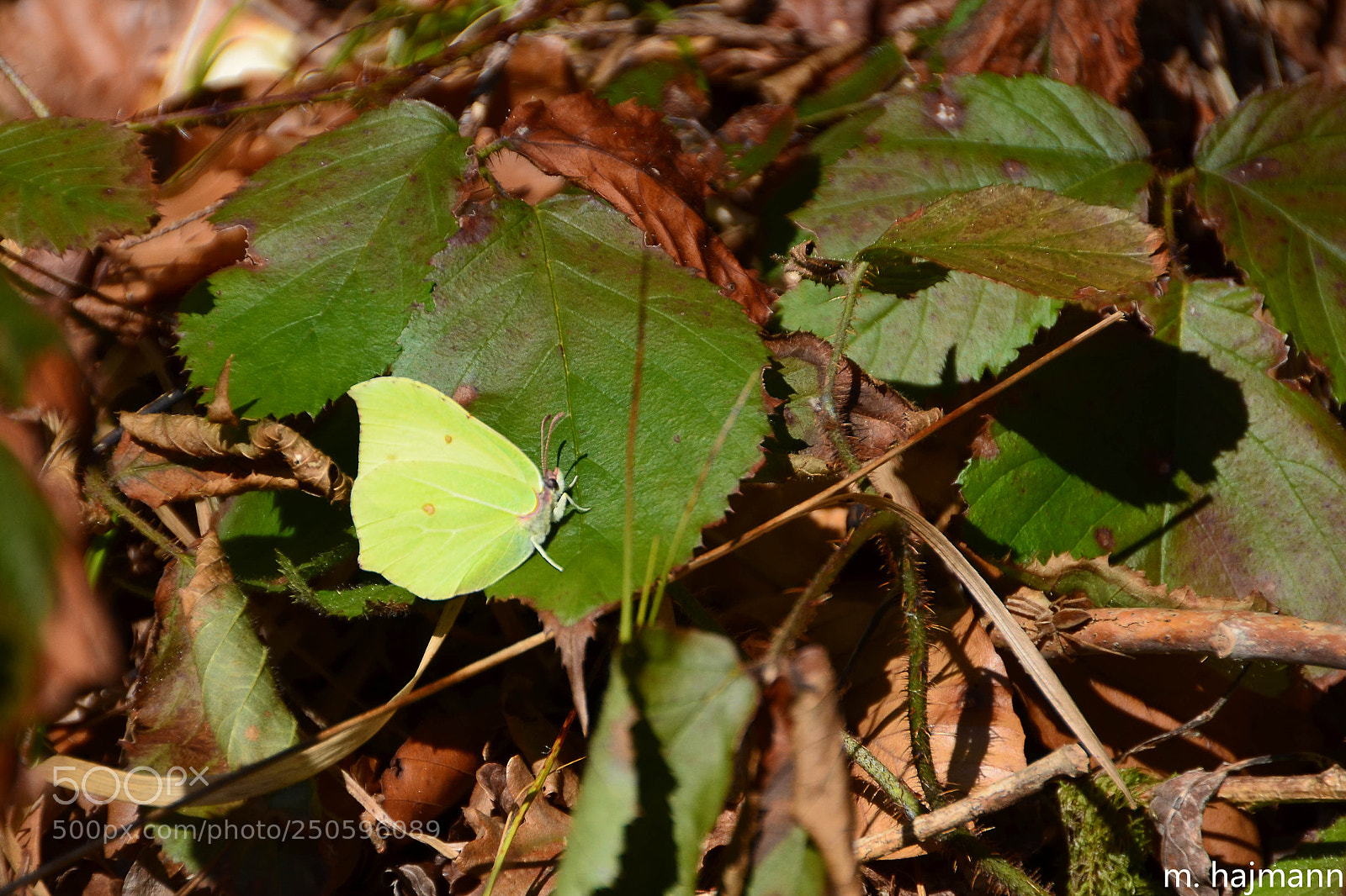 Nikon D7000 sample photo. Le printemps photography