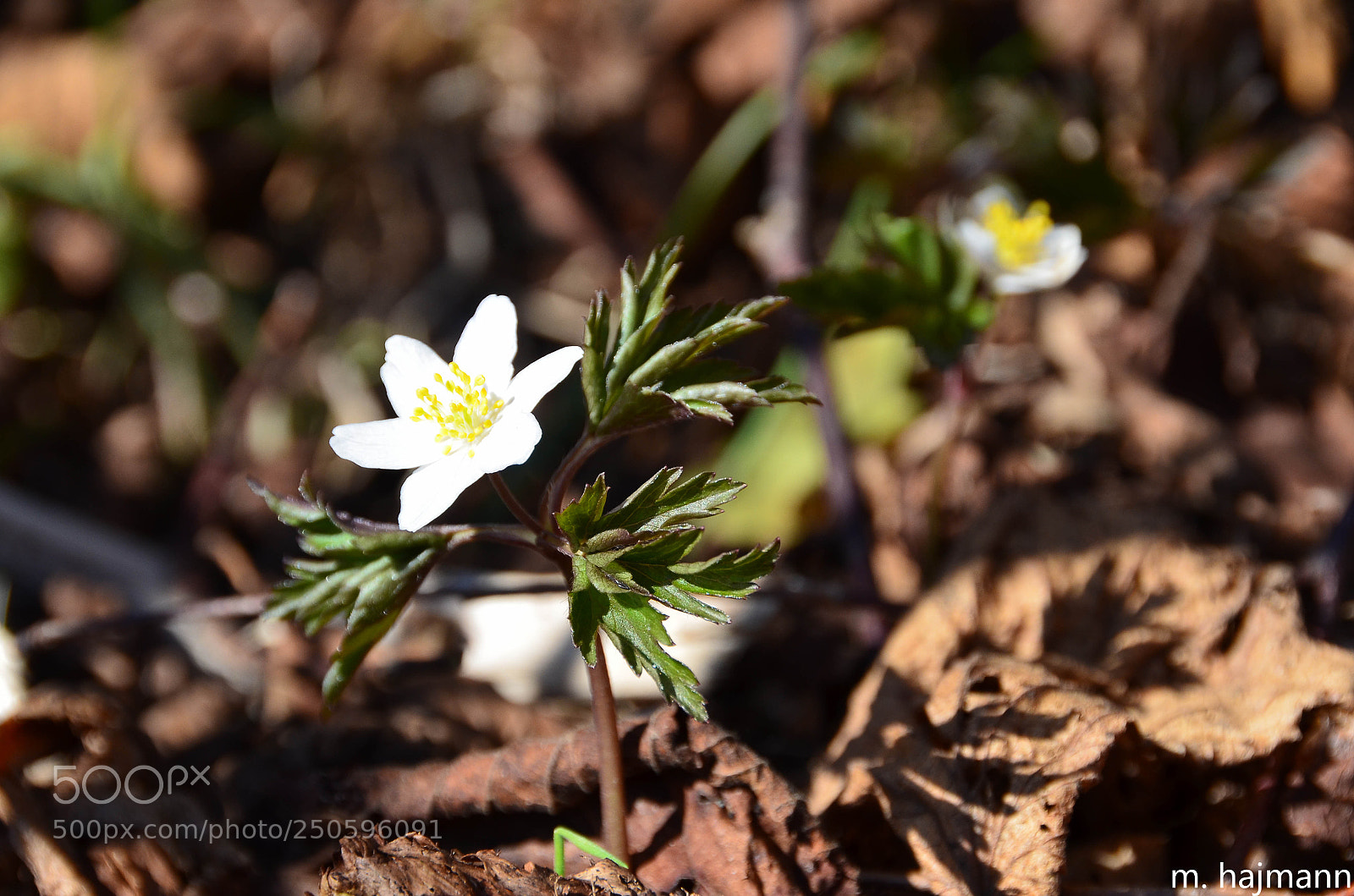 Nikon D7000 sample photo. Le printemps photography