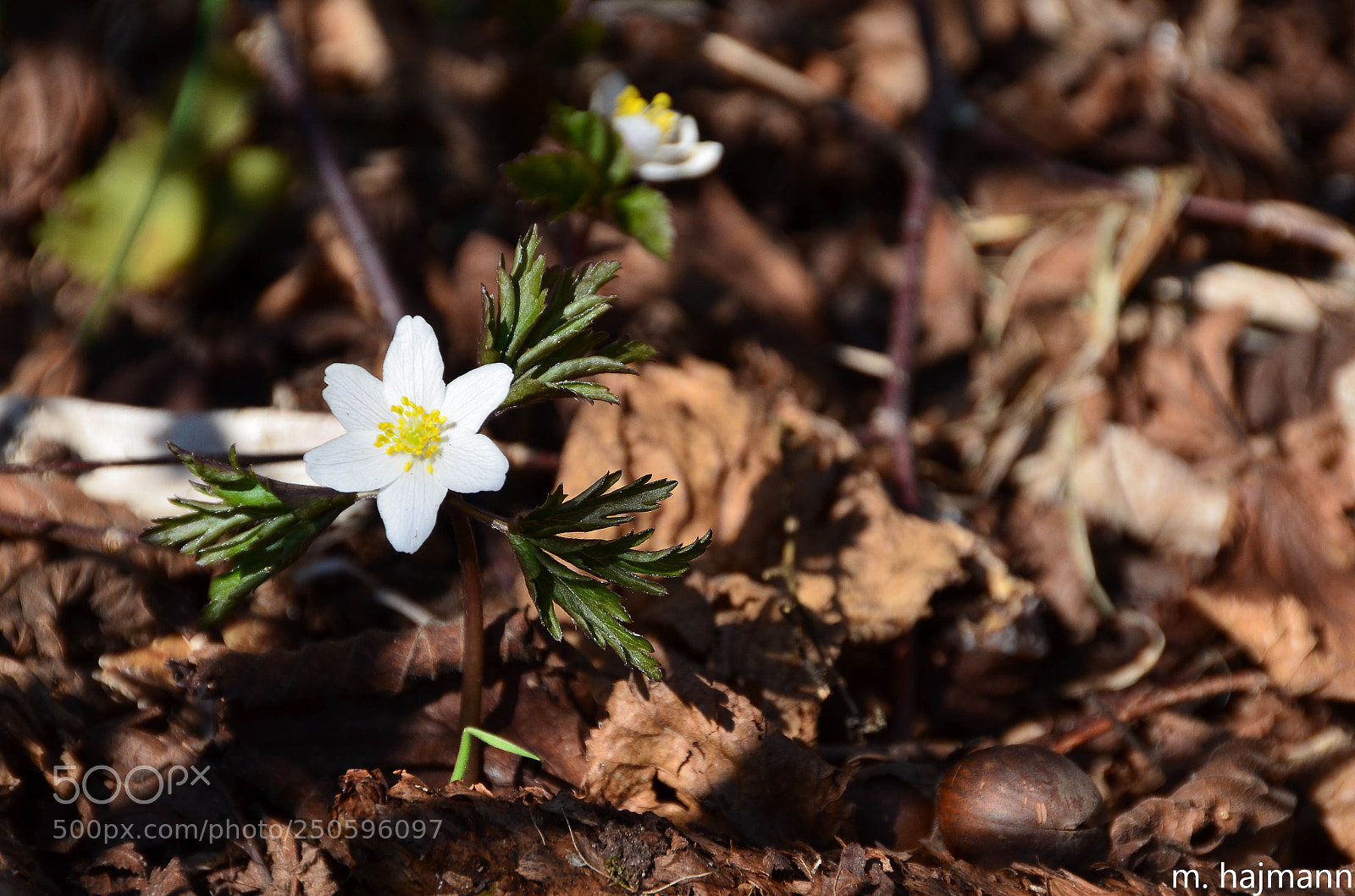 Nikon D7000 sample photo. Le printemps photography