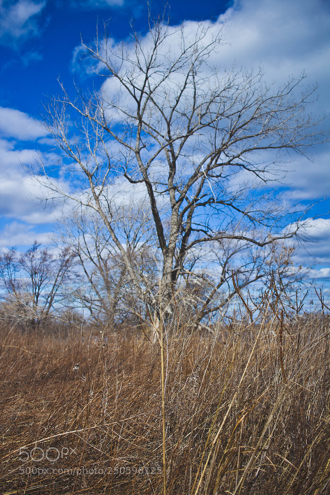Canon EOS 600D (Rebel EOS T3i / EOS Kiss X5) sample photo. Blue sky tree photography