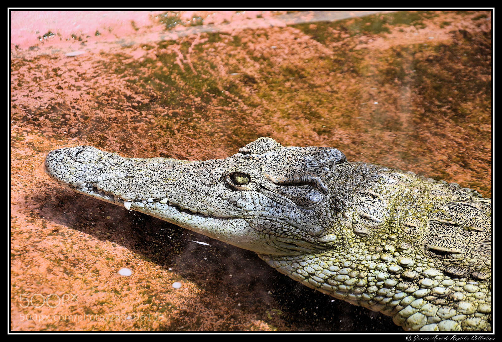 Nikon D7200 sample photo. Cocodrilo del nilo safari photography