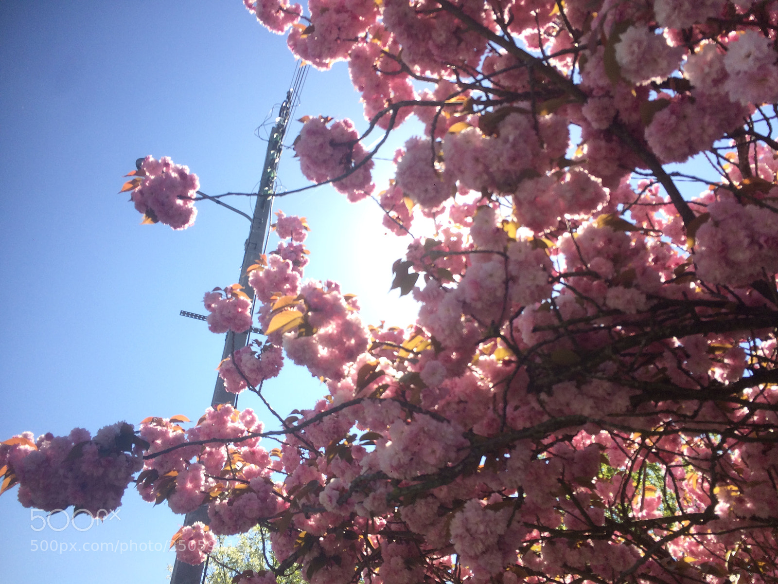 Apple iPhone 5s sample photo. Flowers photography