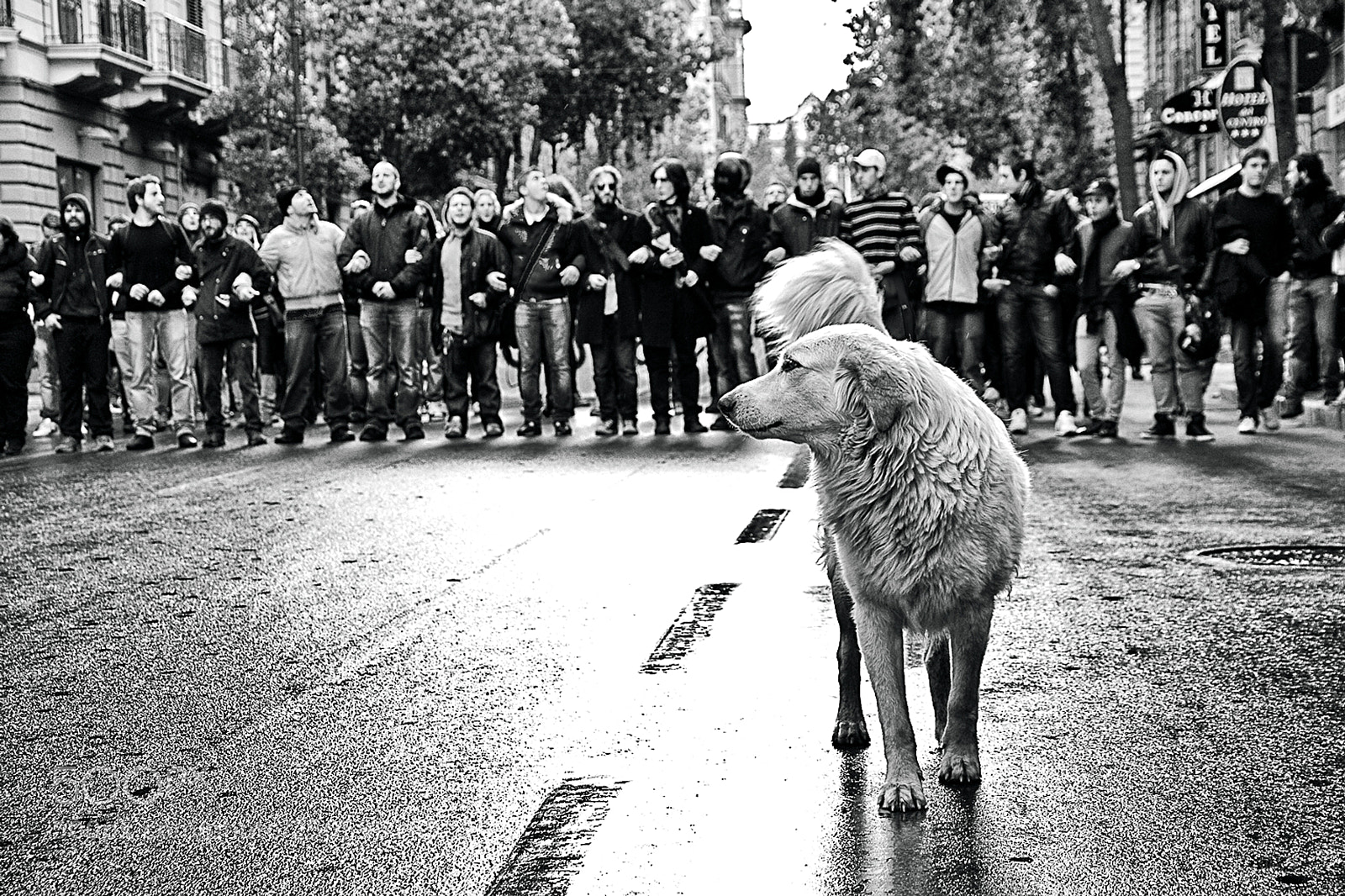 Canon EOS 7D sample photo. Show dog photography