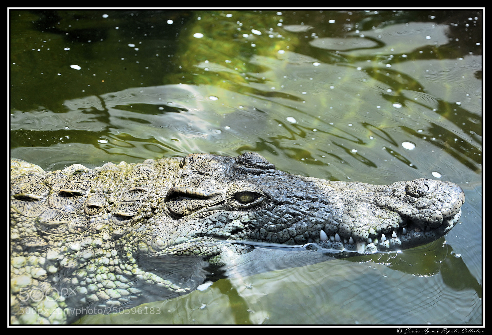 Nikon D7200 sample photo. Cocodrilo del nilo safari photography