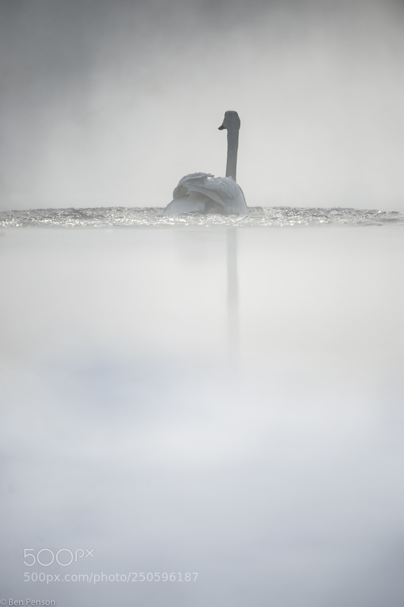 Nikon D4 sample photo. Into the mist photography