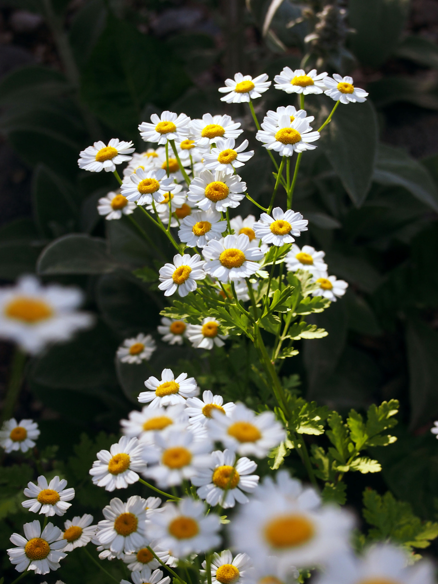 Olympus PEN E-PM1 sample photo. Daisies photography