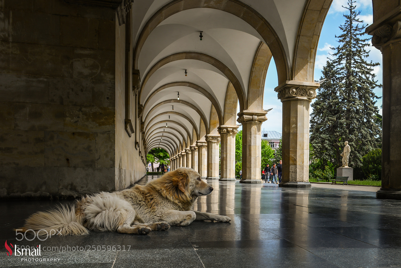 Nikon D800 sample photo. Dog photography