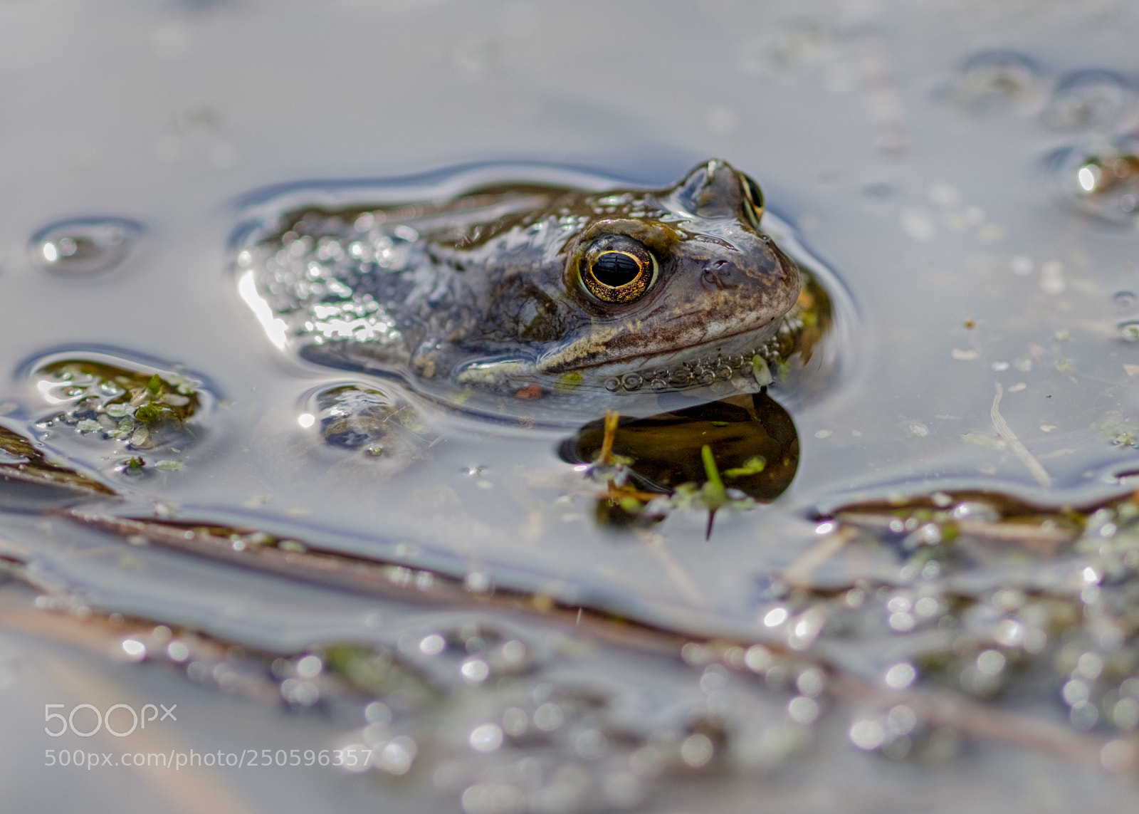 Fujifilm X-Pro2 sample photo. Common frog photography