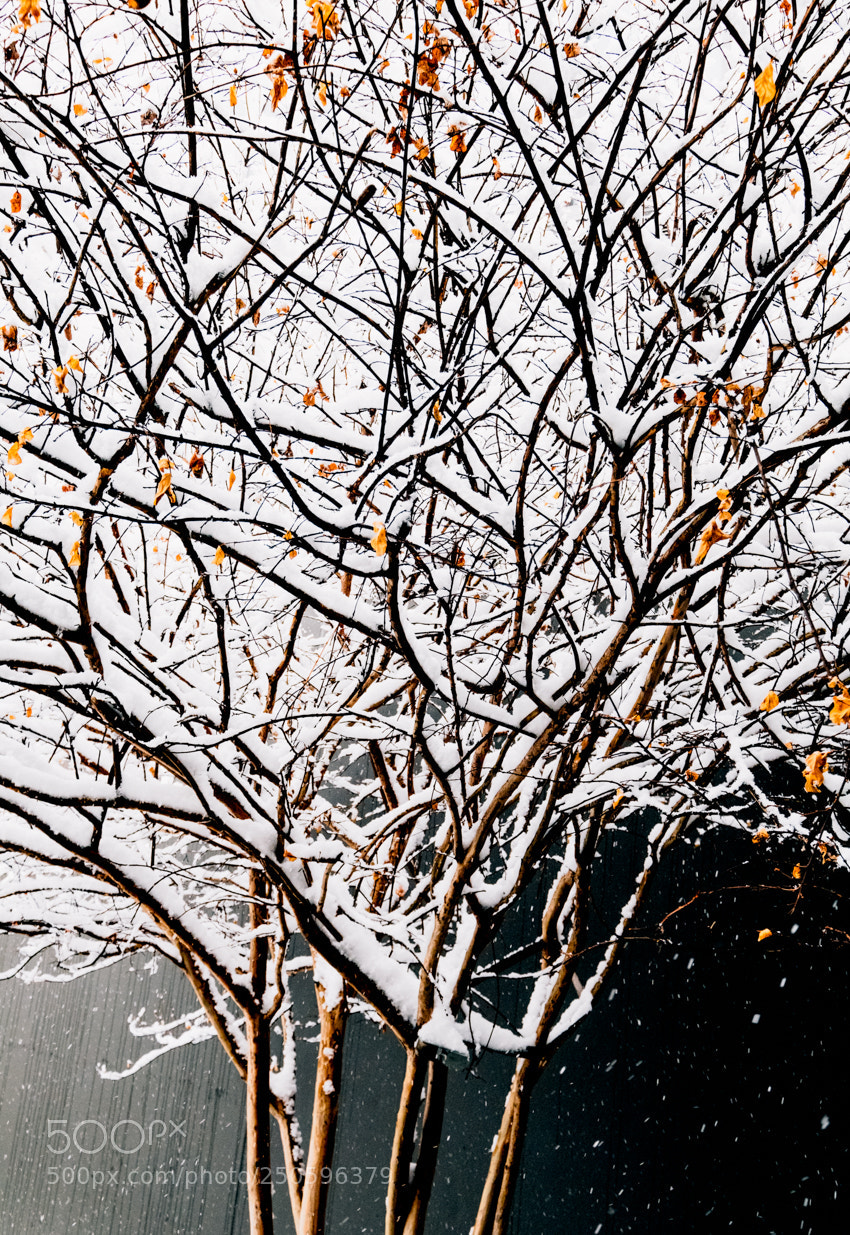 Fujifilm X-T2 sample photo. Snow tree photography