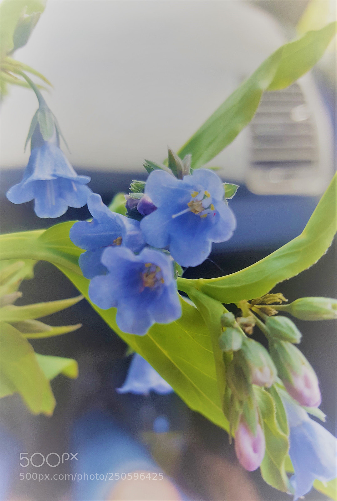 Samsung Galaxy S6 sample photo. Mountain bluebell flowers photography