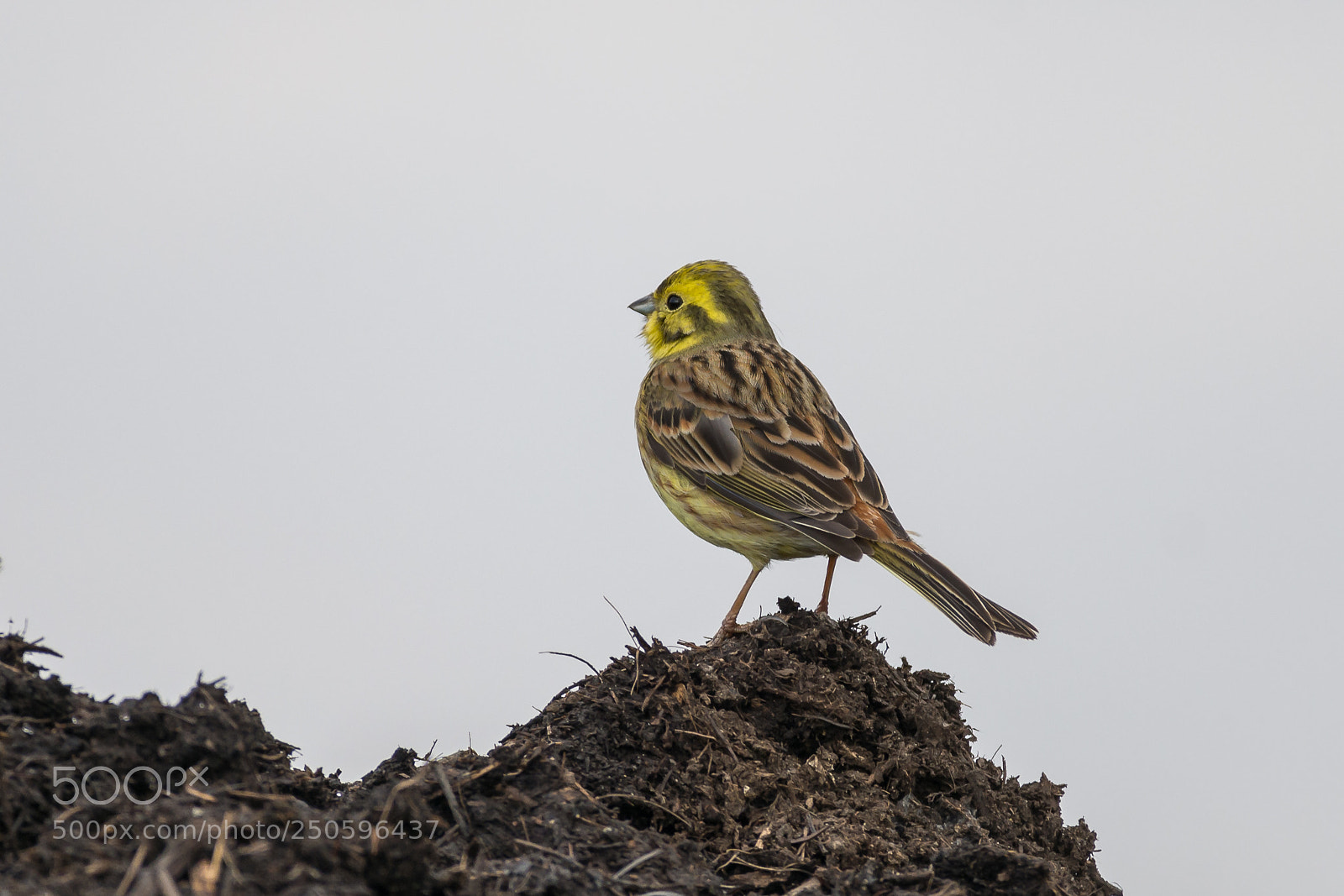 Nikon D7200 sample photo. Yellowhammer photography