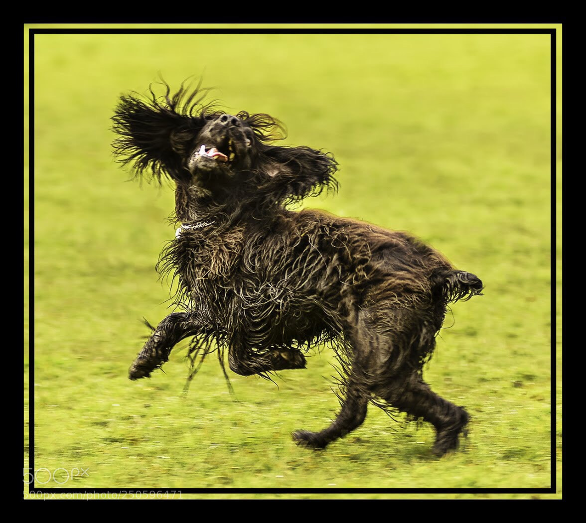 Nikon D7100 sample photo. Acrobatic springer photography