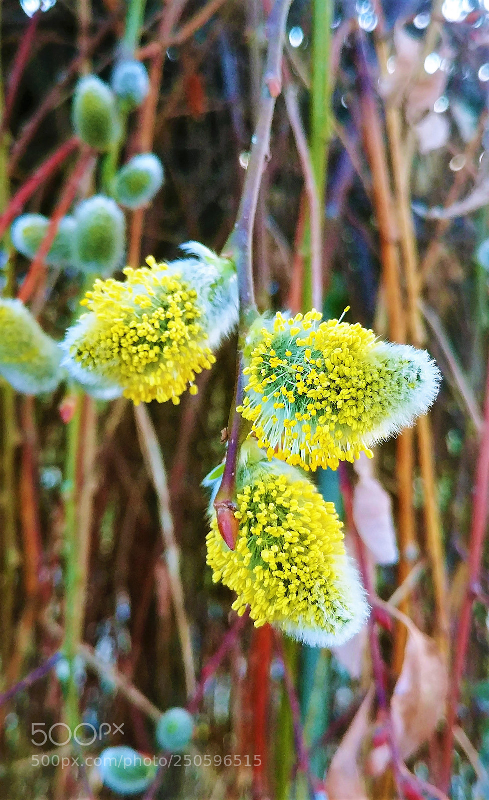 LG G6 sample photo. Pussy willow flowers photography