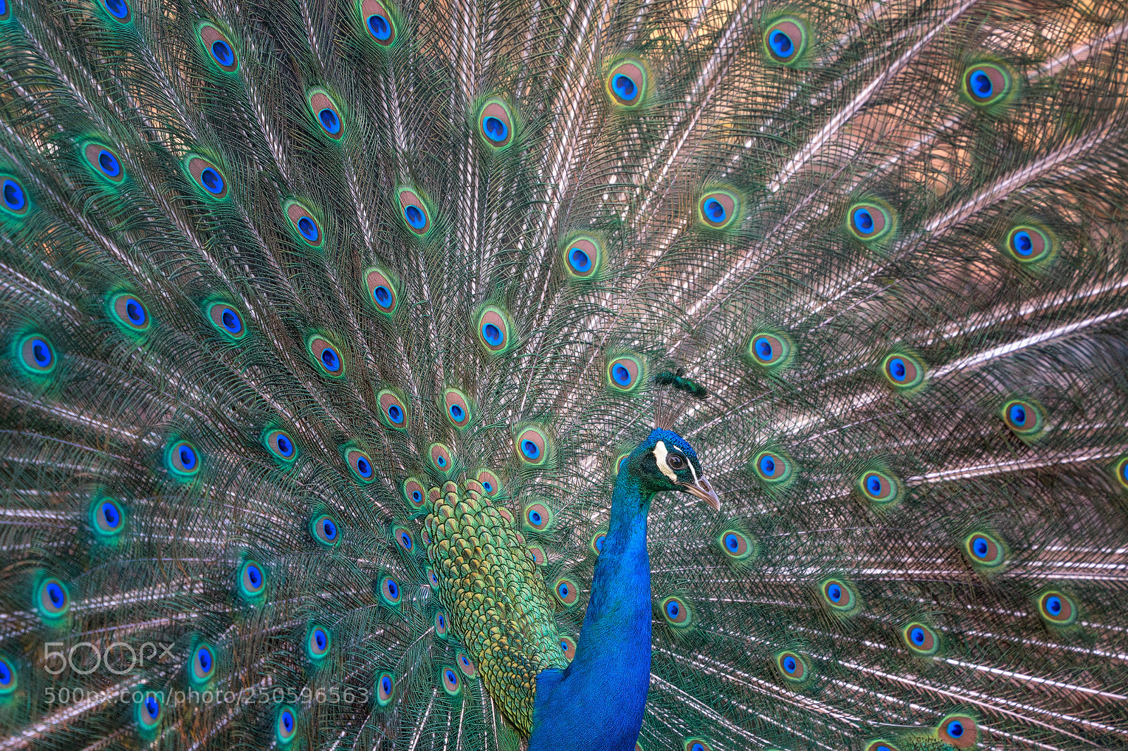 Sony a7 II sample photo. Pfau photography