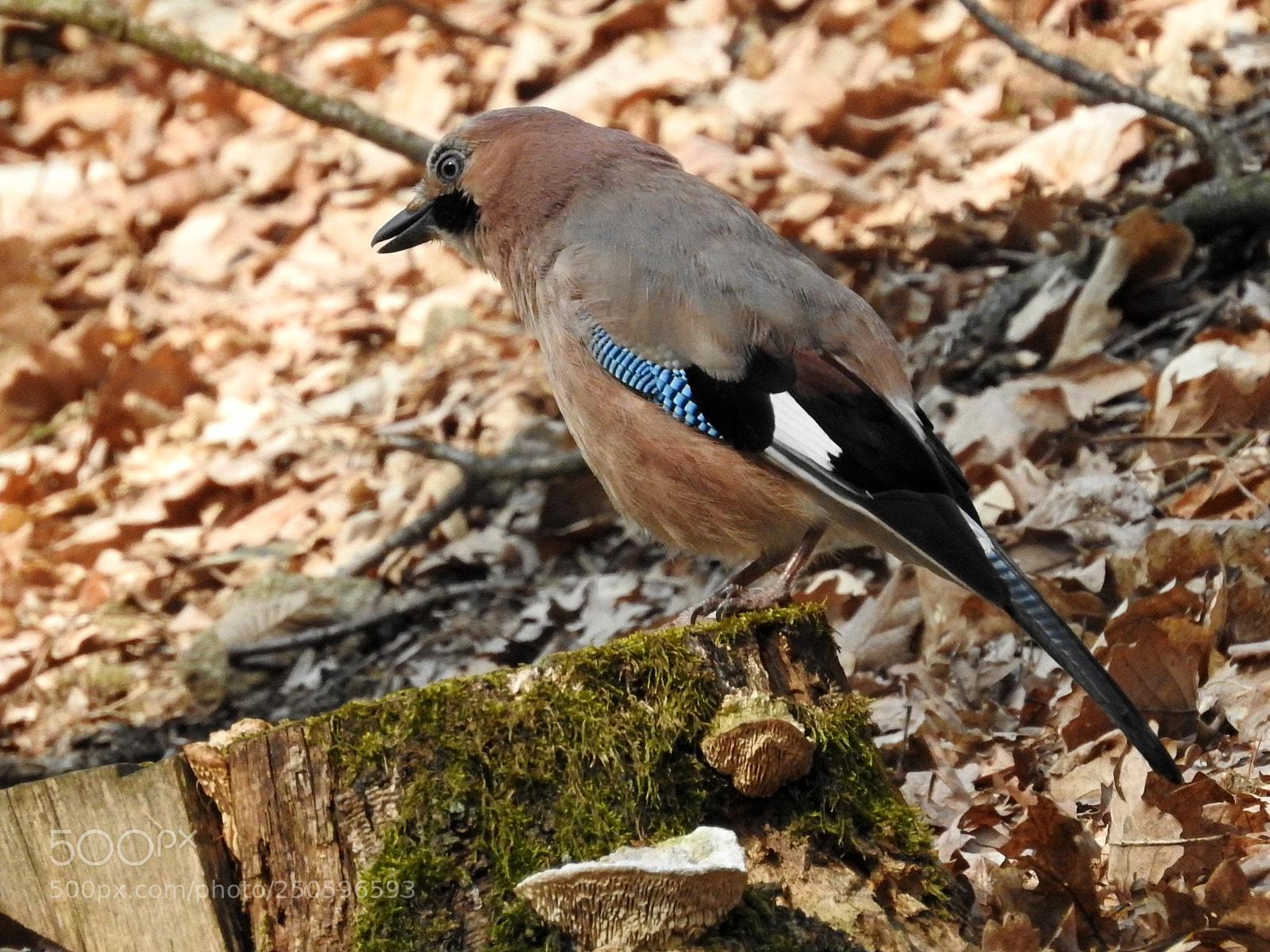 Nikon Coolpix P900 sample photo. Garrulus glandarius photography