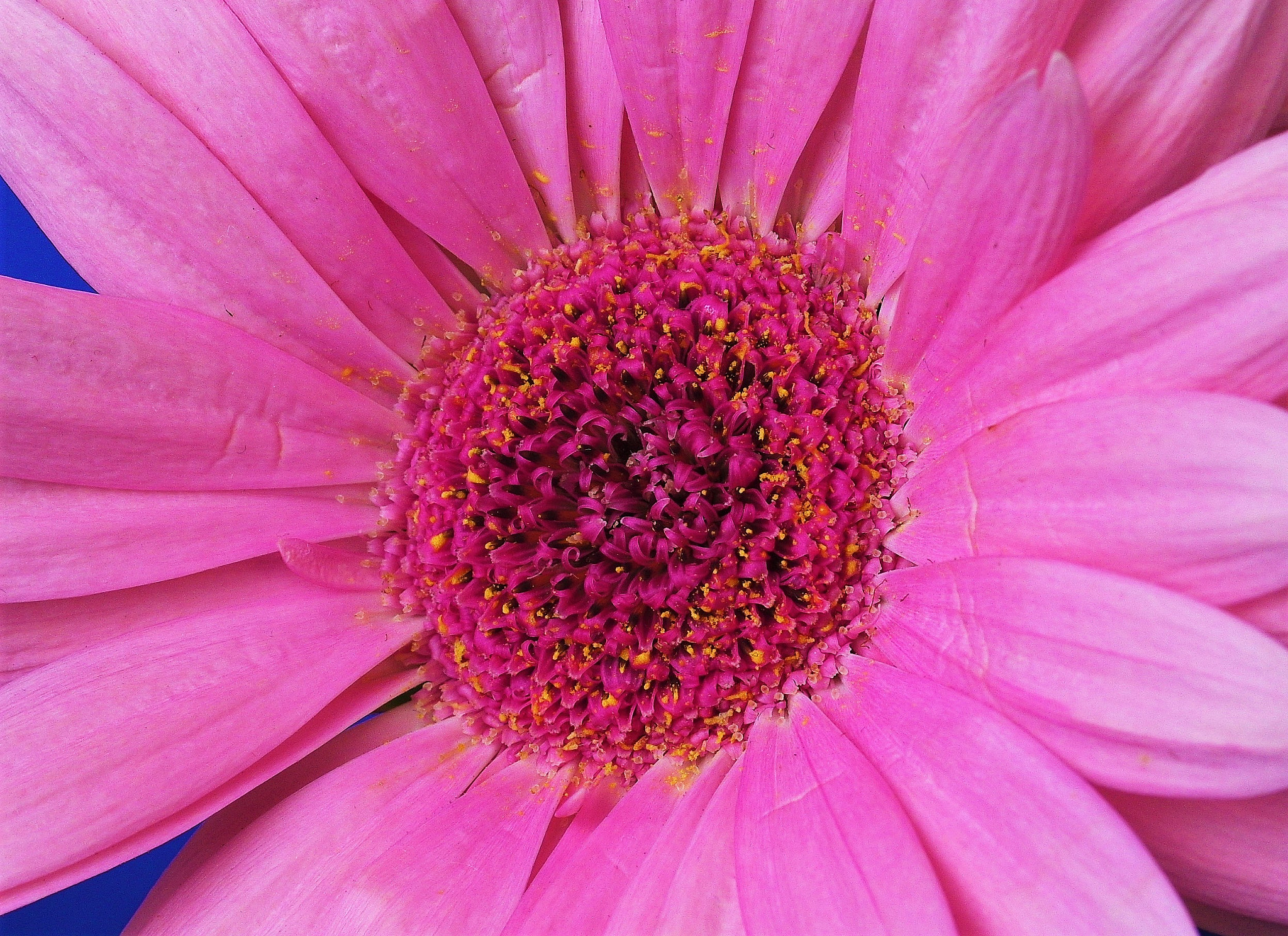 Pentax K-3 + Pentax smc D-FA 50mm F2.8 Macro sample photo