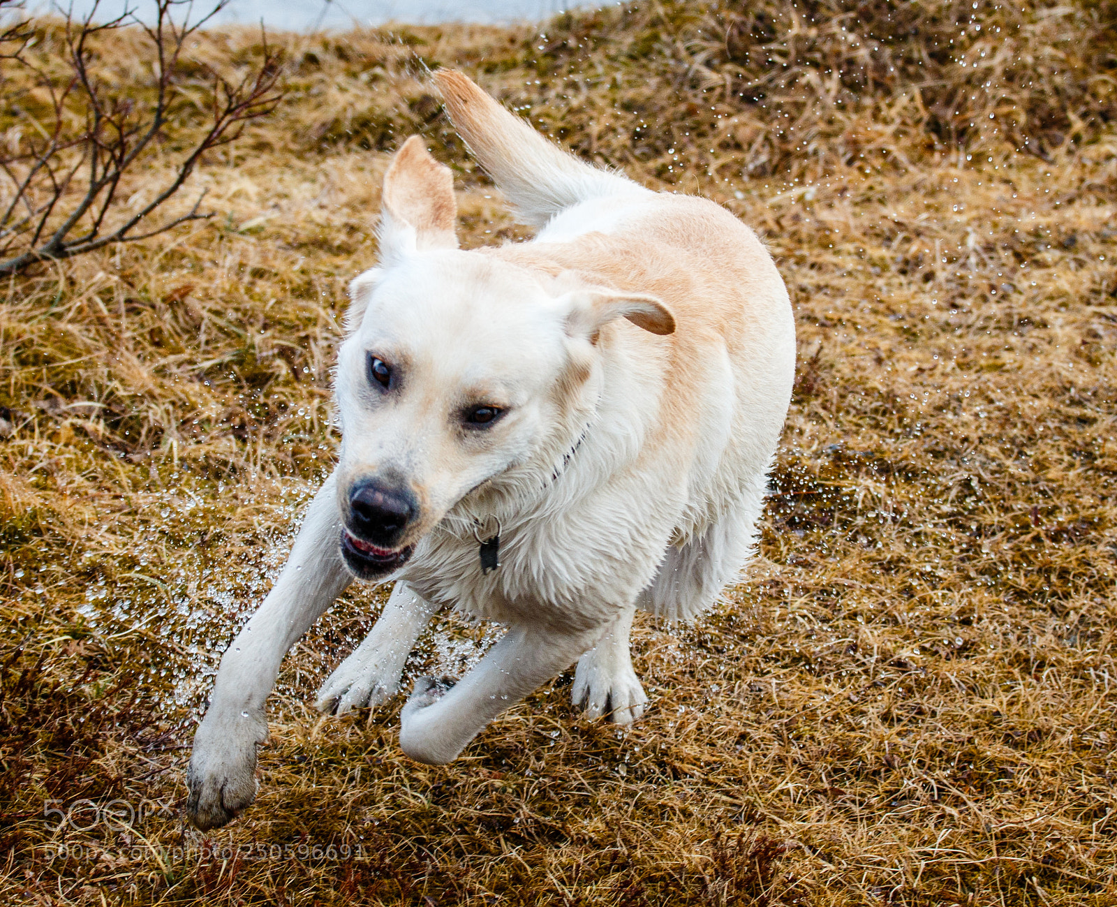 Canon EOS 70D sample photo. Labrador retriever photography