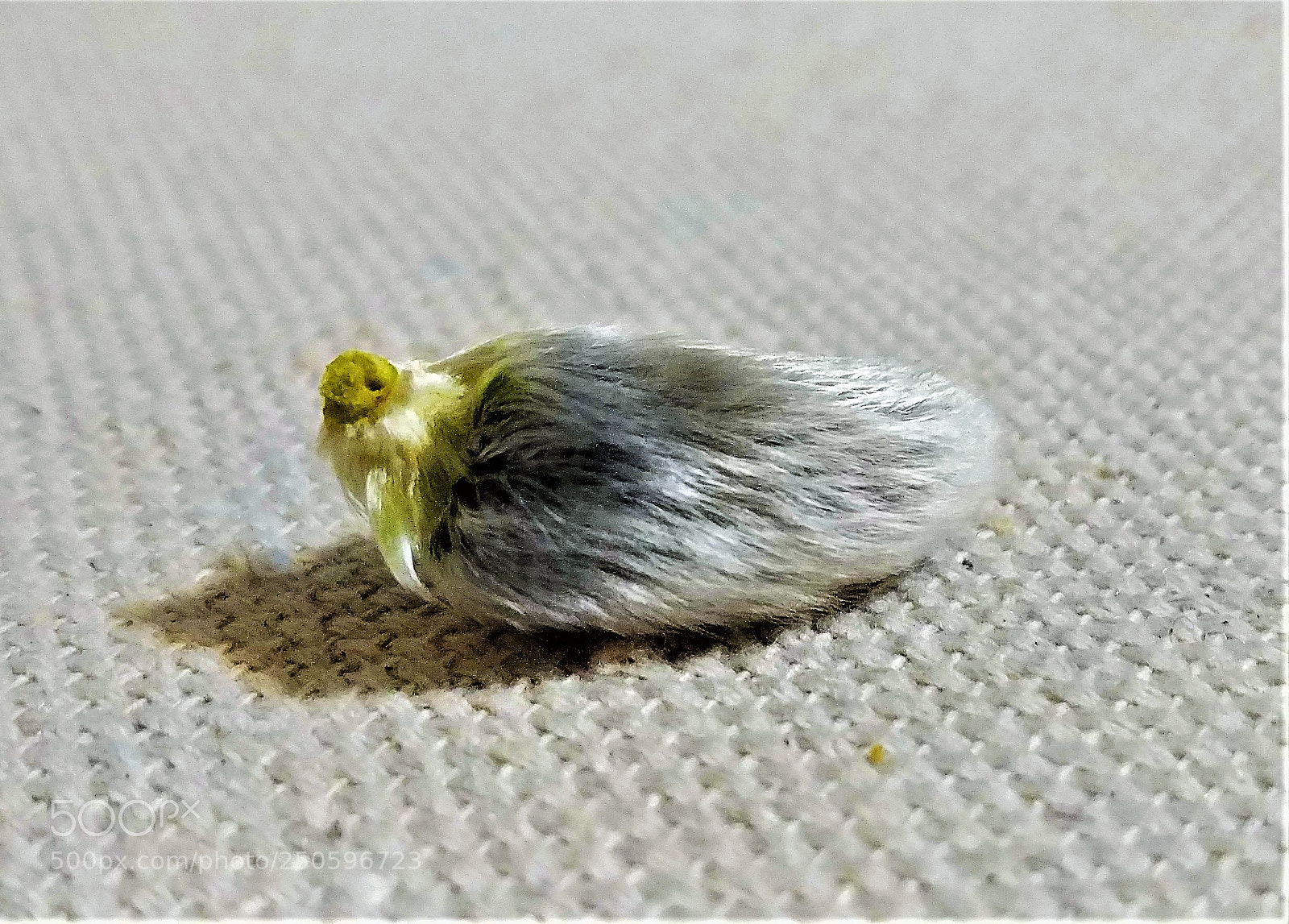 LG G6 sample photo. Pussy willow bud photography