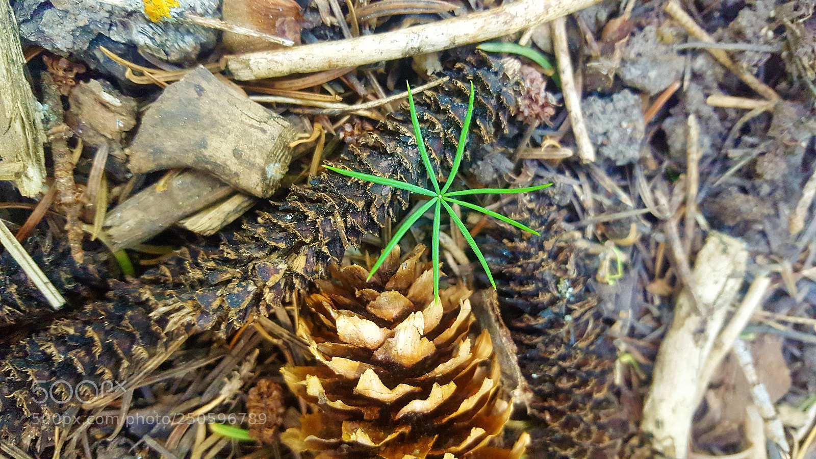 Samsung Galaxy S6 sample photo. Baby pine tree photography