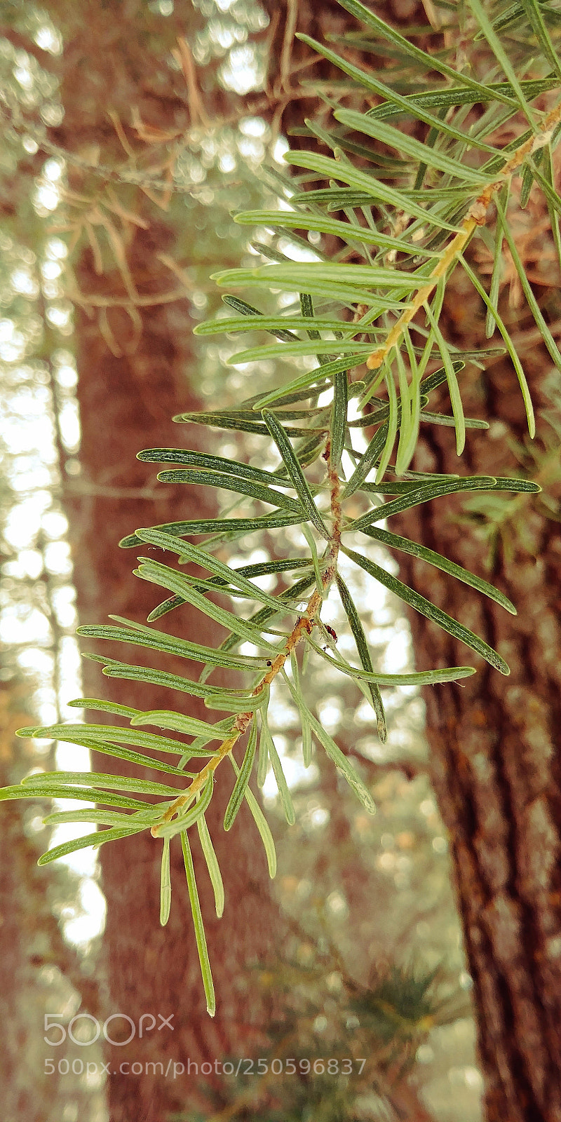 LG G6 sample photo. Fir needles photography