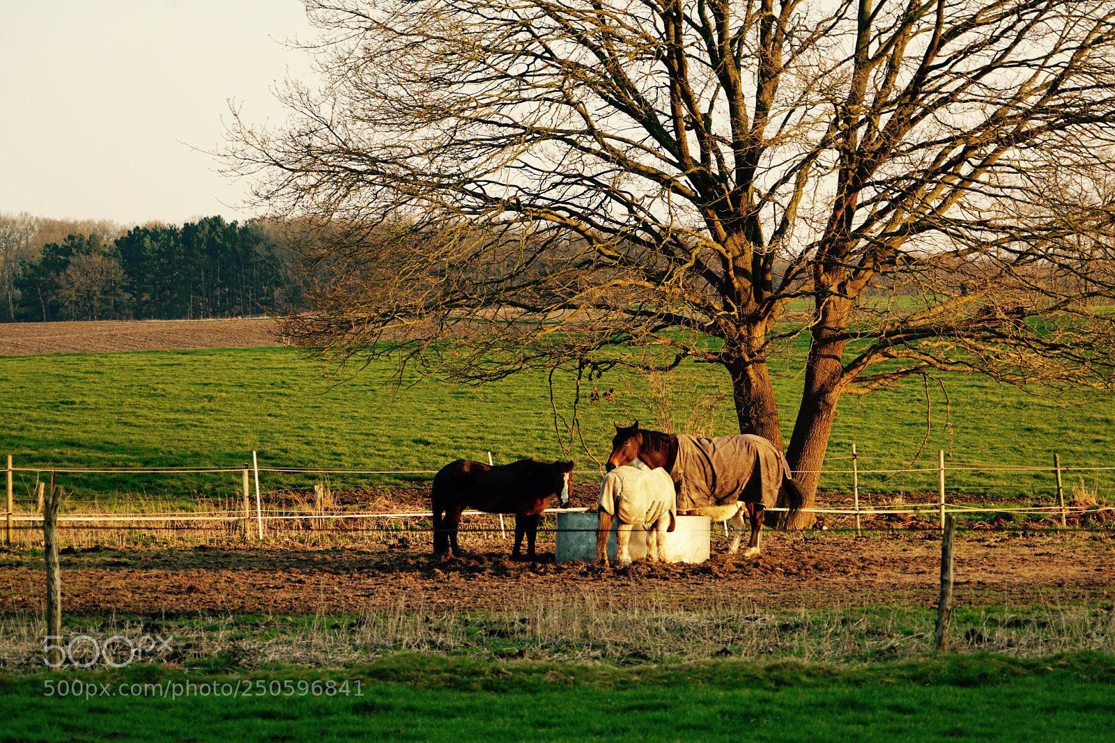 Sony a7R II sample photo. Untitled photography